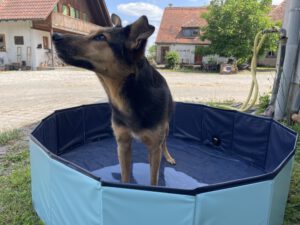 Hund im Hundepool