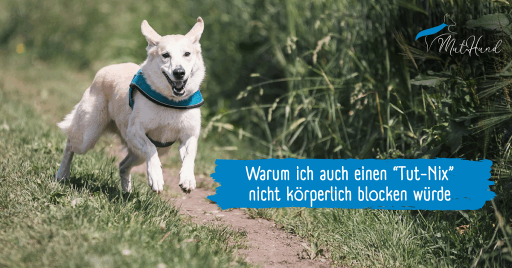 Unerwünschte Hundebegegnung mit freilaufendem Hund