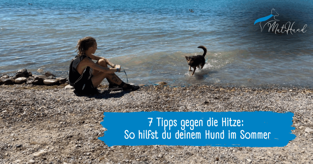 Sieben Tipps gegen die Hitze: So hilfst du deinem Hund im Sommer