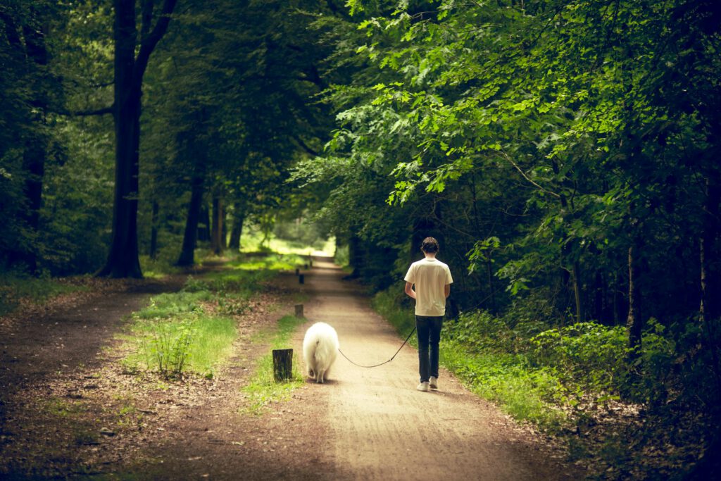 Gassi mit Hund im Wald