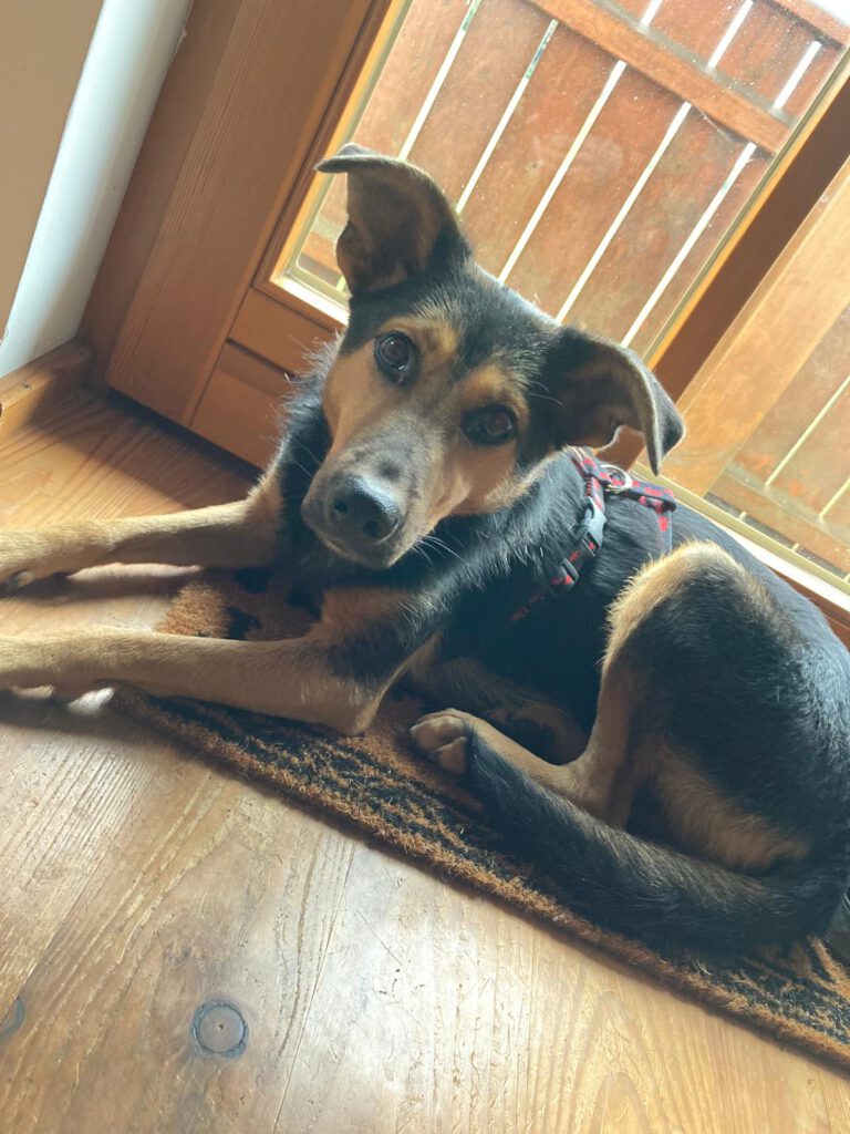 Tara im neuen Zuhause