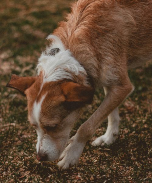 Hund sucht fressbares am Boden