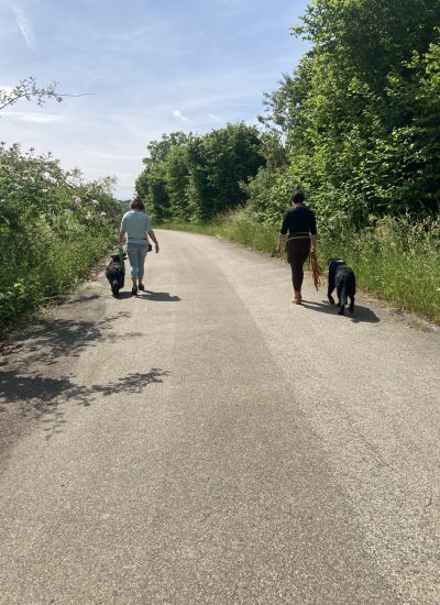 social walk muthund insingen Social Walk in insingen Hundeschule Muthund