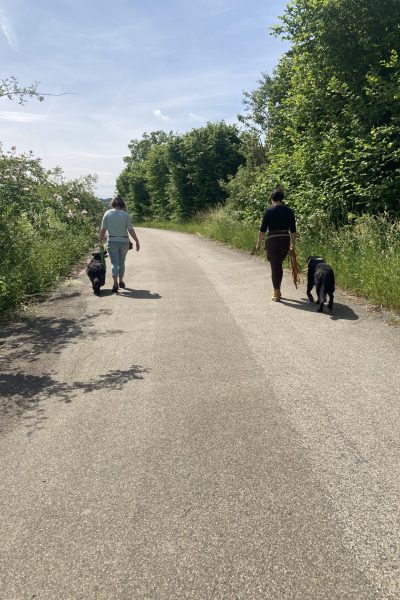 social walk muthund insingen Social Walk in insingen Hundeschule Muthund